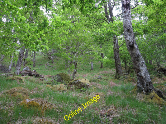 Photo 6x4 Deciduous woodland, Glen Kinglass Narrachan\/NN1136 Mostly Oak  c2010