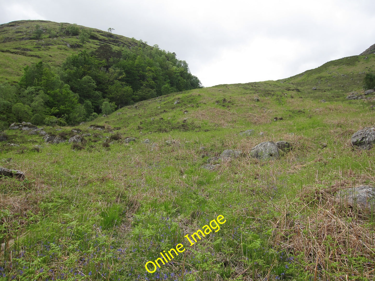 Photo 6x4 Trees by Allt Hallater Eas an Eich Bhain Steep valley sides mak c2010