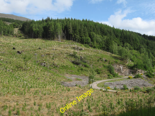 Photo 6x4 Forestry regrowth Corfhouse Replacement trees coming through in c2010