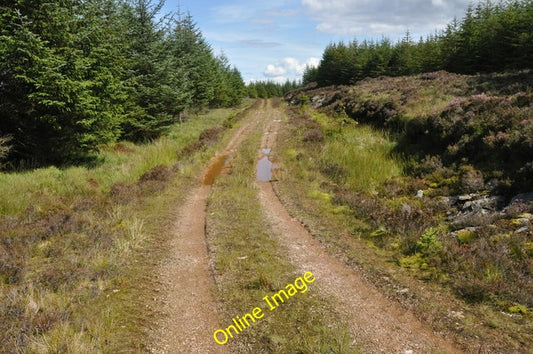 Photo 6x4 Forest road, Kintyre Narachan Hill Trees close to the road on t c2010