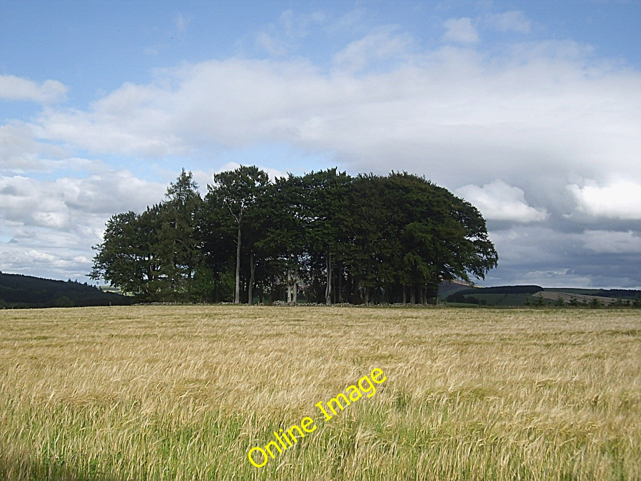 Photo 6x4 Terry Chapel enclosure Leochel-Cushnie In a field of ripening b c2010