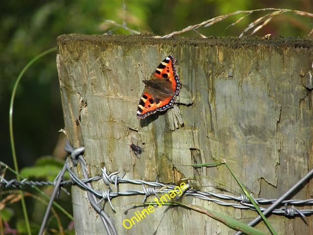 Photo 6x4 Butterfly, Doon Forest Corranny It was warming its wings. I did c2010