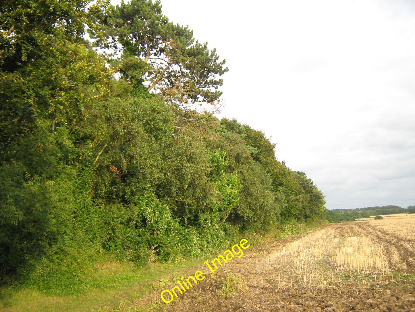 Photo 6x4 Tree line of a Elham Valley Railway Canterbury\/TR1457 This tre c2010