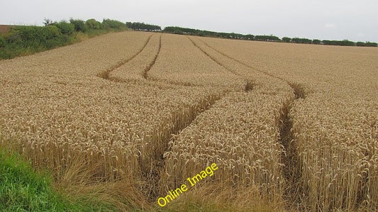 Photo 6x4 Wheat, Loanend Loanend\/NT9450  c2010
