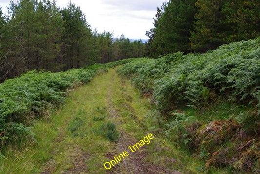 Photo 6x4 Forest track above Drimnin Bunavullin  c2010