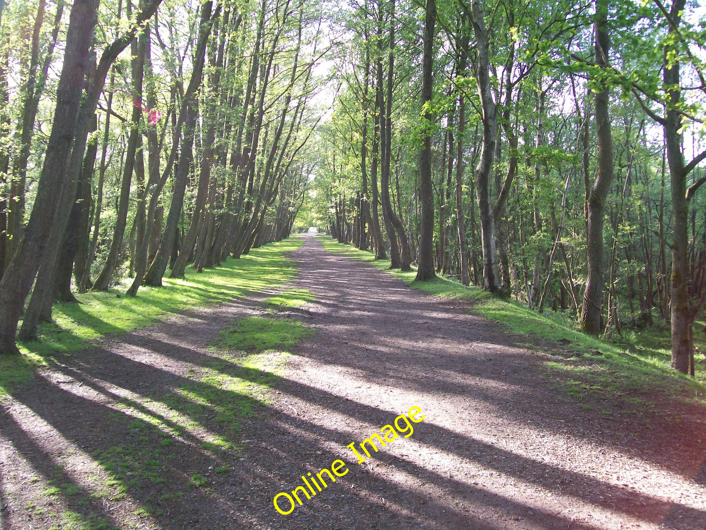 Photo 6x4 Disused railway Bisterne Close  c2009