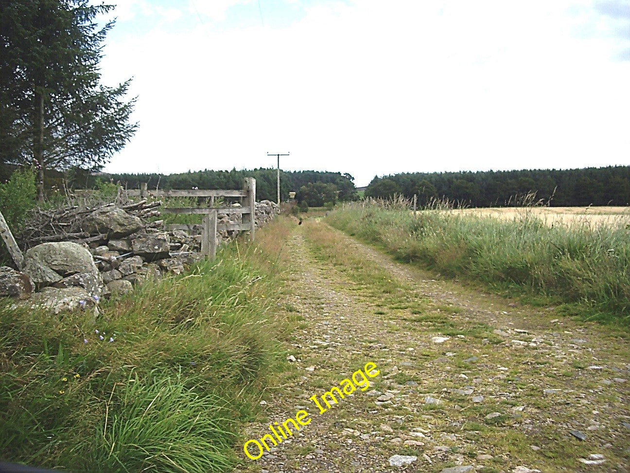 Photo 6x4 Track to Drumnahive Wood Kildrummy Who left the gate open, and  c2010