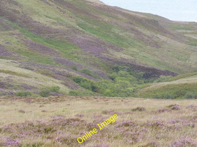 Photo 6x4 Copse in Glen Logan, Islay Coire Sgiathach This small patch of  c2010