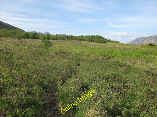 Photo 6x4 New plantation by Loch Etive Barrs From the path along the sea  c2010