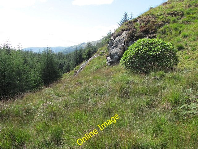 Photo 6x4 Forest edge, Clach Bheinn Carrick Castle Rhododendron is a big  c2010