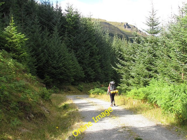 Photo 6x4 Forest road above Loch Long Sr\u00f2n Mallanach The road runnin c2010