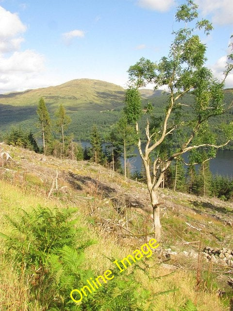 Photo 6x4 Ash tree, Guananmore Ardgartan A tree growing by a burn. The tr c2010