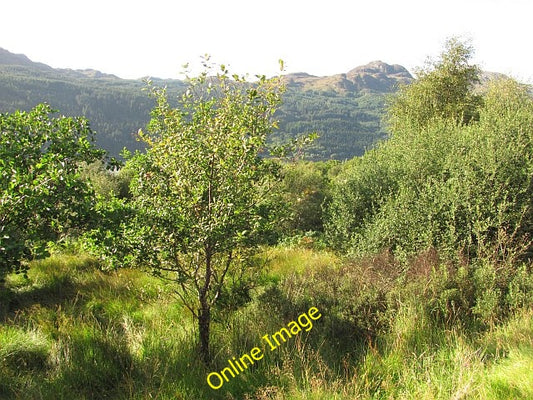 Photo 6x4 Woodland, Portincaple There has been rapid growth of woodland o c2010