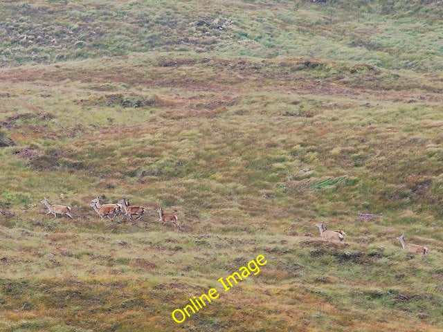 Photo 6x4 Red deer Allt Dubh\/NR8377 Part of a herd of about thirty hinds c2010