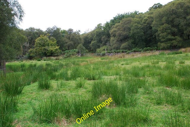 Photo 6x4 Rushy field Inverneill Looking back to the gate into the forest c2010