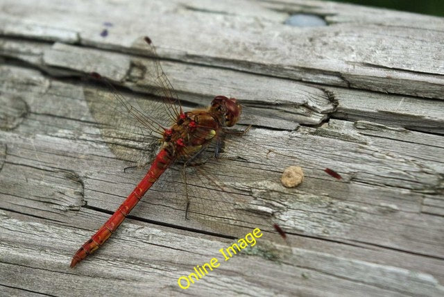 Photo 6x4 Common darter Wickford This [[2052519]] was resting on the hand c2010