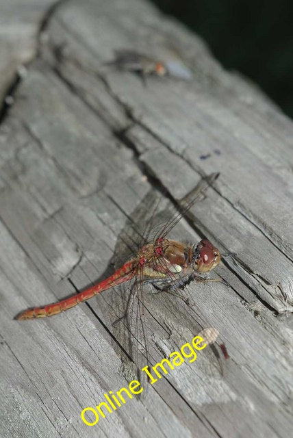 Photo 6x4 Sympetrum striolatum Wickford This [[2052480]] was resident in  c2010