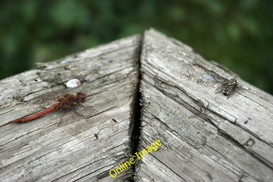 Photo 6x4 Dragon-Fly in Wick Country Park Wickford One is a [[2052480]] h c2010