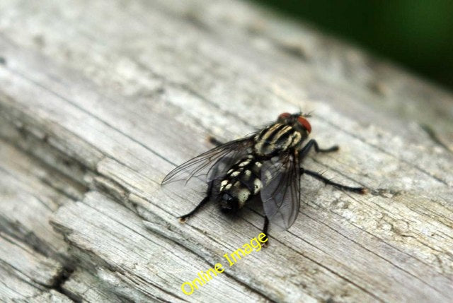 Photo 6x4 A Wick Park Fly Wickford This fly in [[2052603]] is pretending  c2010