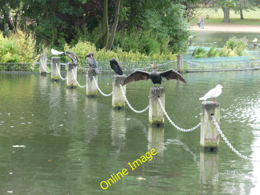 Photo 6x4 London : Westminster - Hyde Park, Birds in the Serpentine Birds c2010