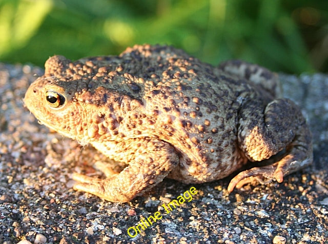 Photo 6x4 Common Toad (Bufo bufo) Lunan\/NO6851 I found this chap hopping c2010