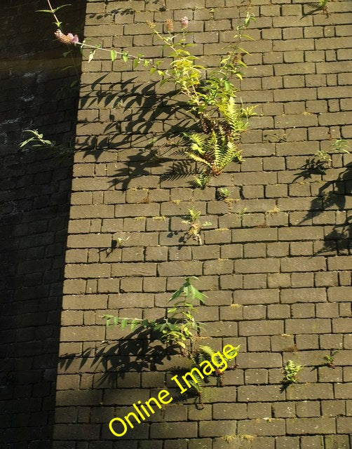 Photo 6x4 Plants by the railway, Birmingham Lee Bank Ferns and buddleia c c2010