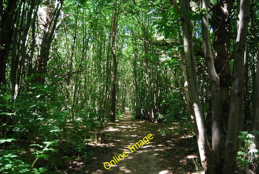 Photo 6x4 Footpath through Little Ryarsh Wood Note the coppiced trees by  c2010