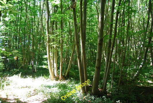 Photo 6x4 Coppiced trees, Little Ryarsh Wood  c2010