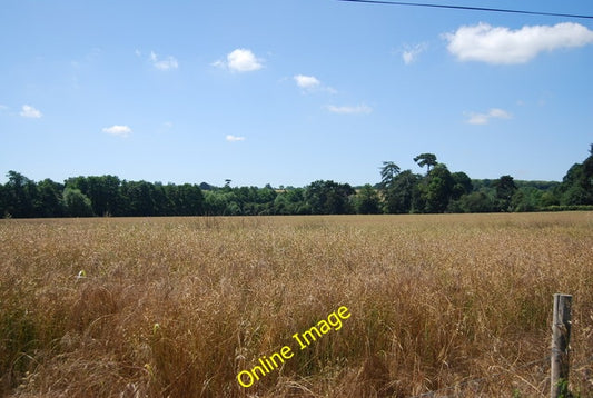 Photo 6x4 Oil seed rape by Church Road Ryarsh This crop has gone to seed  c2010