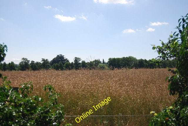 Photo 6x4 Oil seed rape by Church Road Addington\/TQ6559 The crop is ripe c2010