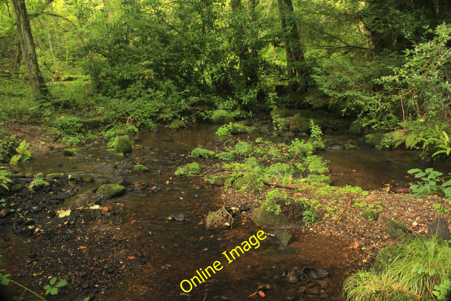 Photo 6x4 Mid Whitebrook Hoop View from footpath. c2010