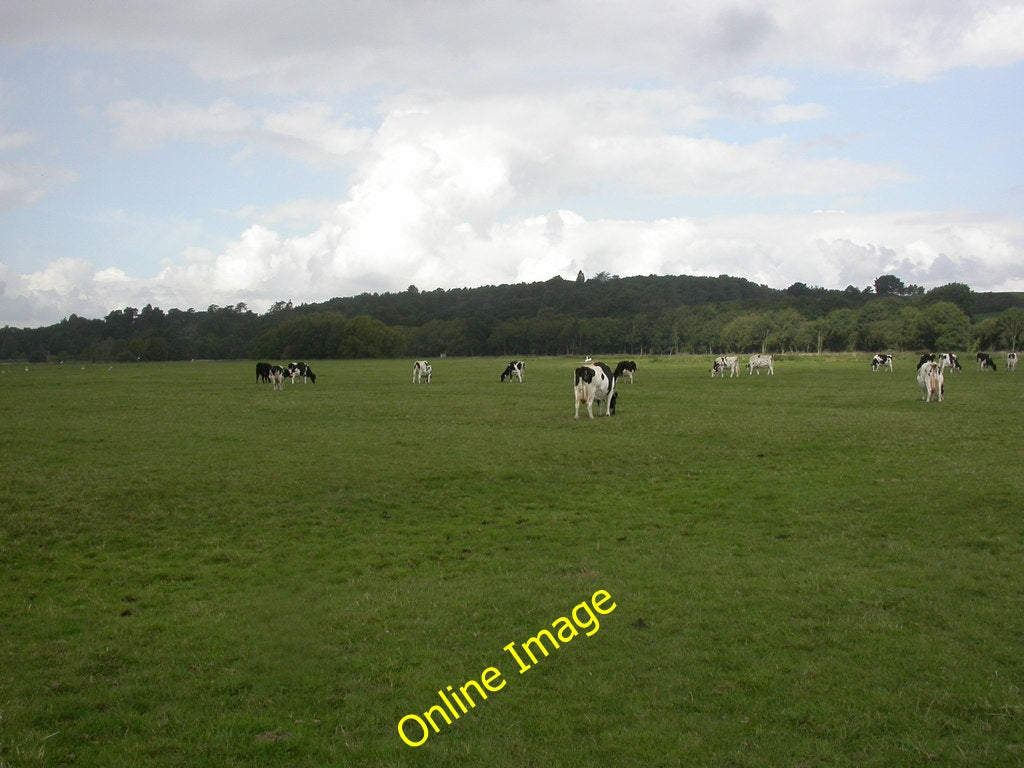 Photo 6x4 Wareham Common, Holsteins Grazing on watermeadows next to River c2010