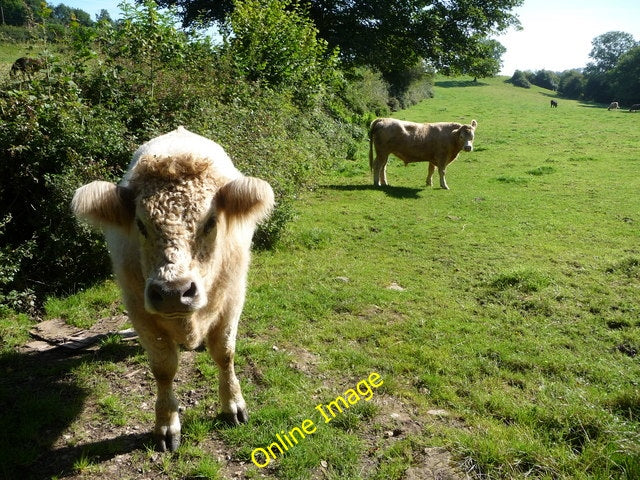 Photo 6x4 Charolais bullocks on Offa's Dyke Path south of Trefonen On ODP c2010