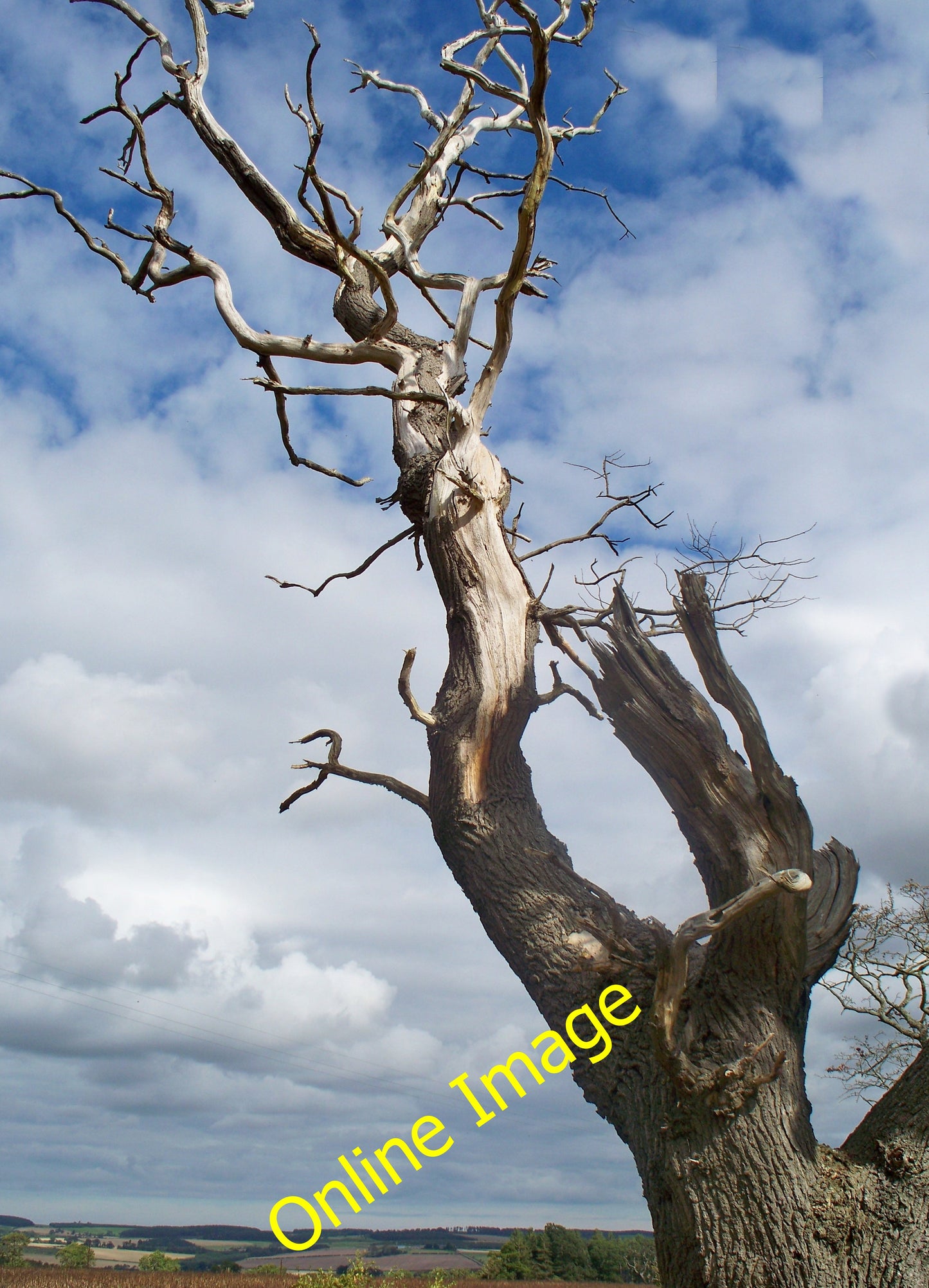 Photo 6x4 A dead tree Crookham\/NT9138 In the hedge line on the track sou c2010