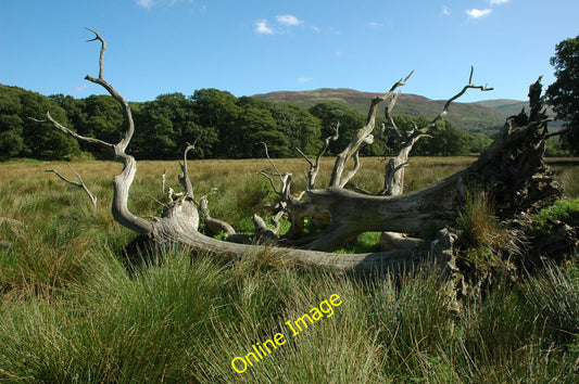 Photo 6x4 Fallen trees, Ynys-Hir Eglwys Fach Fallen trees at the Ynys-Hir c2010