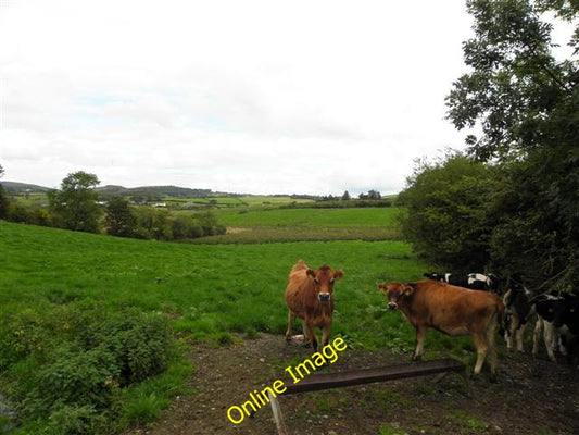 Photo 6x4 Cows, Gortmacoll Baile na nGalloglach We are looking east towar c2010