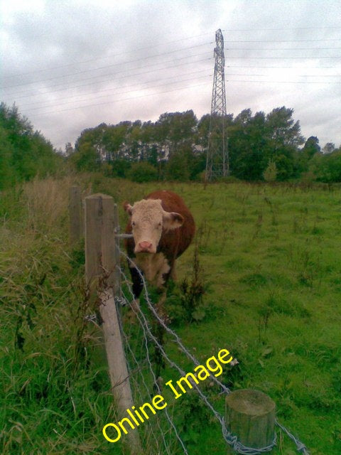 Photo 6x4 Barnes Meadow Northampton\/SP7561 A bullock from the Nene Way. c2010