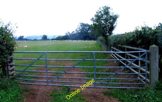 Photo 6x4 Damp sheep Ab Kettleby A late summer&#039;s evening and it is p c2010