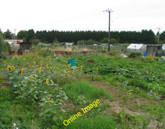 Photo 6x4 Sunflowers in Oakham Oakham\/SK8509  c2010