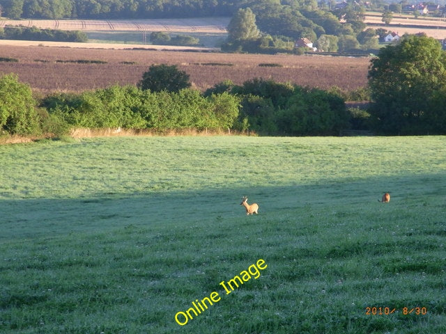 Photo 6x4 Roe Deer grazing Pershore Visitors to the field alongside Tidde c2010